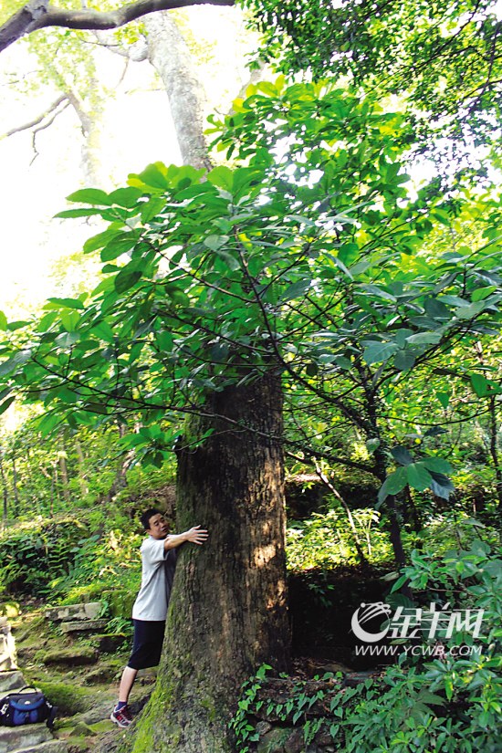 广东:西樵山发现古樟树王 树龄至少150年(图)