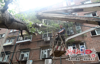 唐山：大雨后大树倒下砸中楼房 居民担心安全隐患