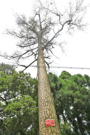 浙江：名木10年死10棵 村民疾呼救救百年古树