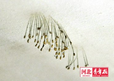 河北：天花板长出千年开一次的“优昙婆罗花”？