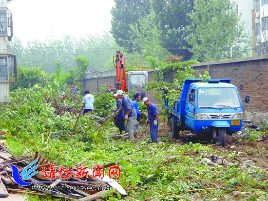 潍坊：种树十几年硕果化泡影 小区空地种的树木被清除