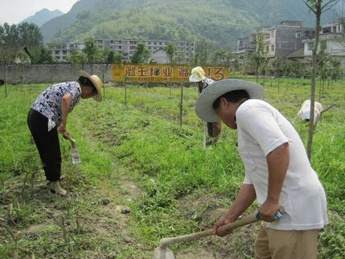 重庆：黔江“杂木”变金 助农民走上致富路