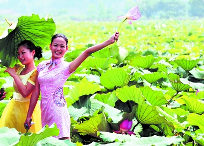 长沙：来吧！泛舟藕花深处 看野荷美景绽放