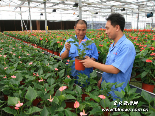 宁波：大棚花卉迎来销售旺季