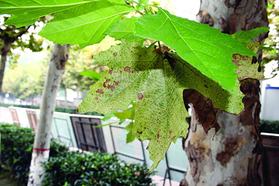 宝鸡：500余棵梧桐患“非典” 布满白虫风吹便落叶