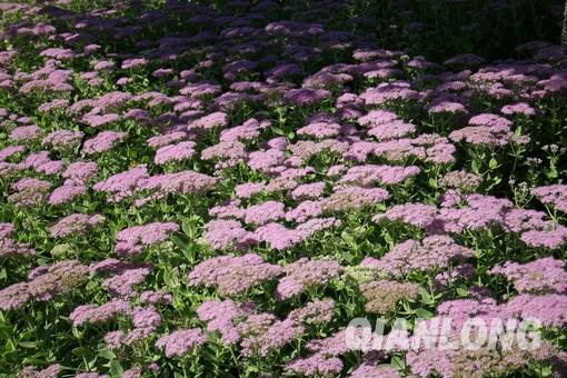 “2010北京菊花文化节”将于9月25日开幕