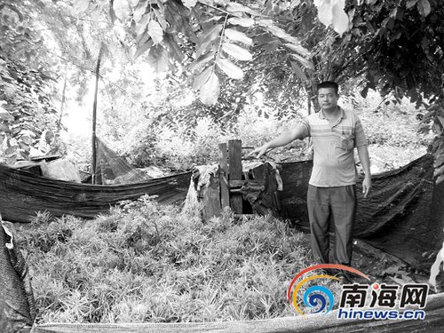 万余棵罗汉松苗遭强拨 文昌农民6万元打水漂