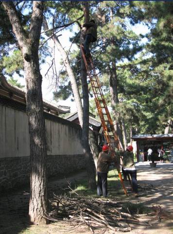 河北：承德避暑山庄对枯死树枝进行剪裁（图）