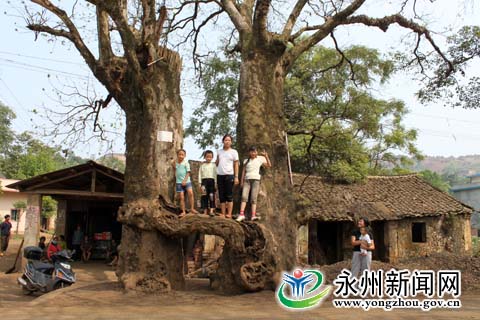 永州：发现600岁连体树 树心空叶茂繁盛