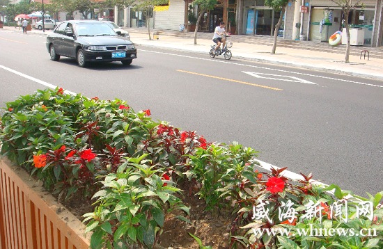 威海：街头“名贵花卉”最“抢手” 一月丢了80株