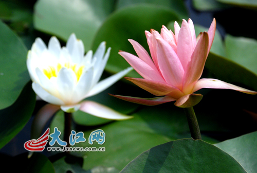南昌：艾溪湖睡莲“醒来” “睡美人”惹人怜爱