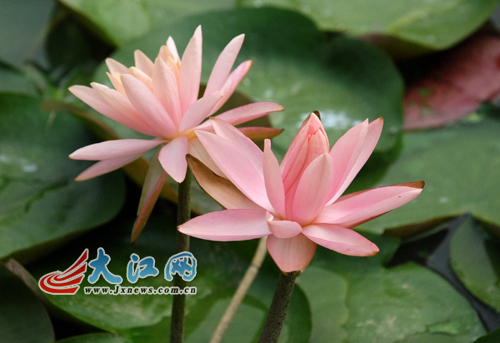 南昌：艾溪湖睡莲“醒来” “睡美人”惹人怜爱