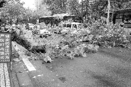 成都：大雨过后 50岁梧桐树倒下（图）