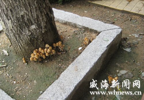 威海：连日阴雨天气 行道树长出野生菌