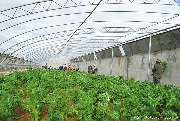 拉萨市城关区已建成160座单体温室（图）