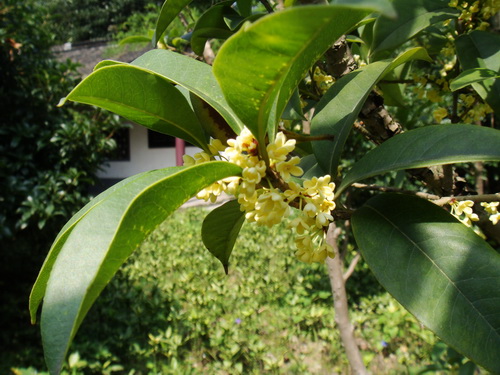 2010第12届镇江焦山桂花节今天开幕（图 ）