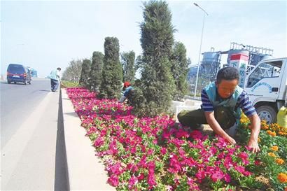 青岛：鲜花扮靓环湾大道“十一”将全线通车