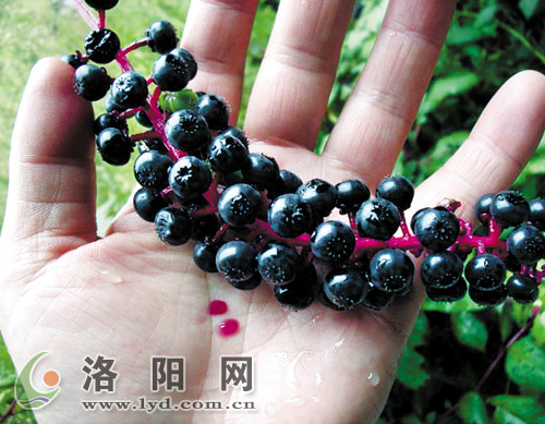 洛阳：“十一”出游 路边的野果不要采