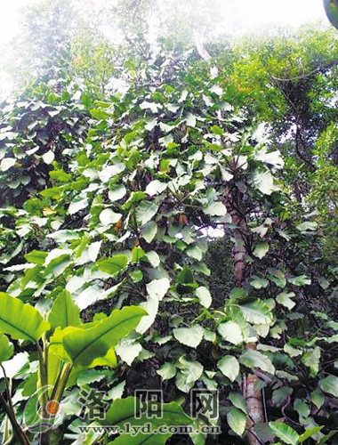洛阳：“十一”出游 路边的野果不要采