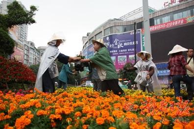 南充：园林工人冒雨装扮城区（图）
