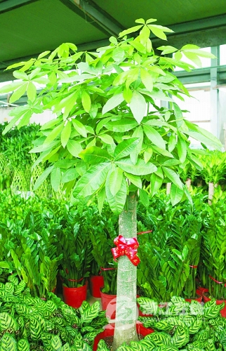 杭州：萧山花木城国庆花飘香 临时用一用不如租一租