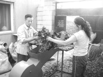 风雨四十年 鞍山君子兰终成“名牌”