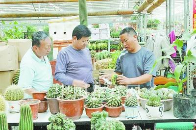 郑州：秋季天气逐渐转凉 多肉植物销售渐入佳境