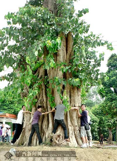 南宁：500年菩提树王落户青秀山 7个成年男子才能合抱