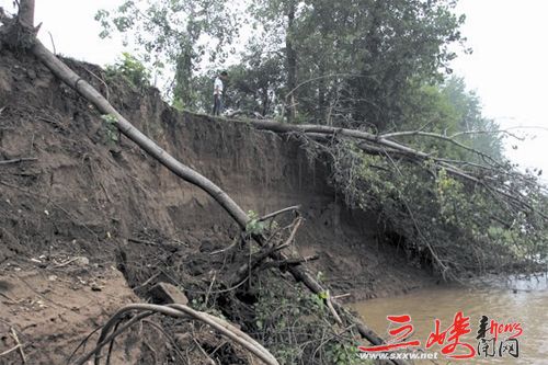 枝江：向家坝再现崩岸 大树被连根拔起（图）