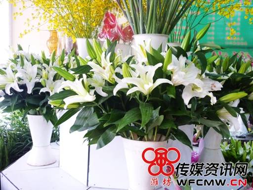 潍坊：教师节将至 市区花店热销花种价格基本未涨