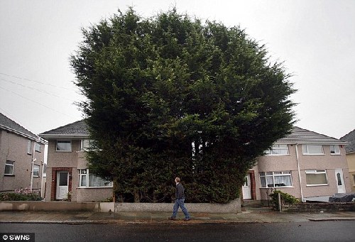 英男子住宅前种“树林”高10余米 邻居将其告上法庭