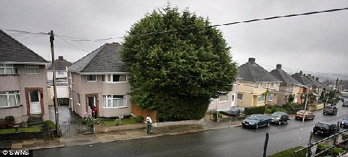 英男子住宅前种“树林”高10余米 邻居将其告上法庭