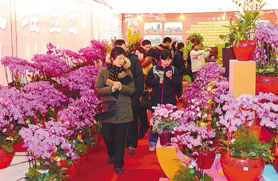 春节临近南京鲜花市场一片红火