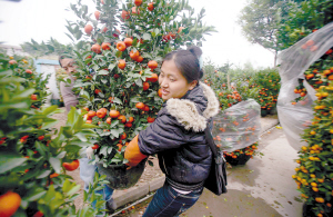 广东佛山：高明三水花市登场 年桔涨了一成多