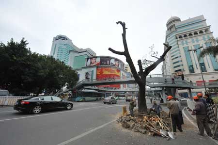 东街口附近的大树被移动之前，工作人员都要先给大树“瘦身” 