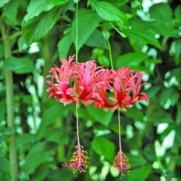 ★吊灯花