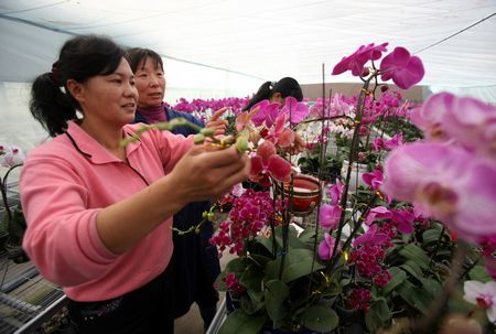 宁夏：温室内蝴蝶兰红掌竞相开放