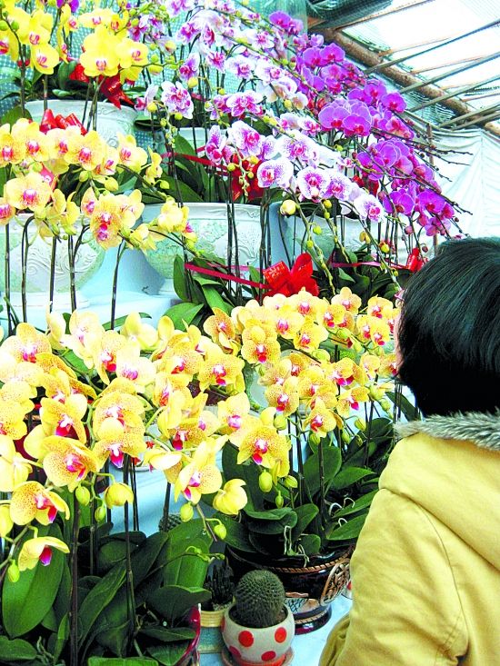 泉州：花市遭遇“寒流” 销售高峰“迟到”