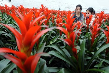 研究所的两名实习生在凤梨花栽培温室里查看花卉长势。