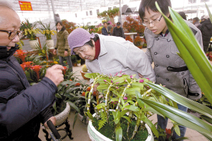 昨日，陈村迎春花市在花卉世界开幕，一些年花新品种吸引市民眼球。 