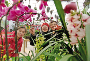 第三届温州市迎春花展丽岙开幕 市民可赏可尝可买