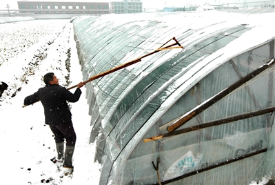 板桥的草莓种植户用自制的除雪棒给大棚除雪