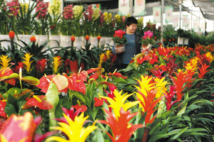 过年选花 明起去迎春花市