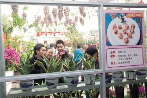 2011迎春花展开幕 有人一口气订购400盆蝴蝶兰