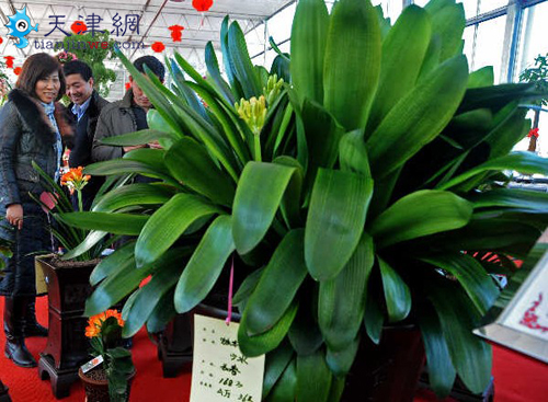 水晶王君子兰亮相天津花卉市场