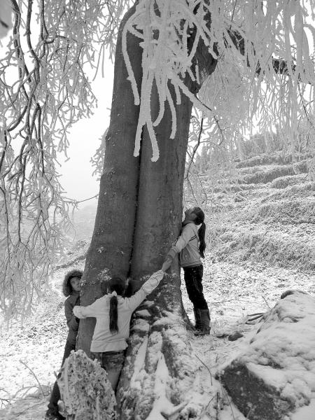 四川：持续冰雪天气 “情侣”古树披上银装