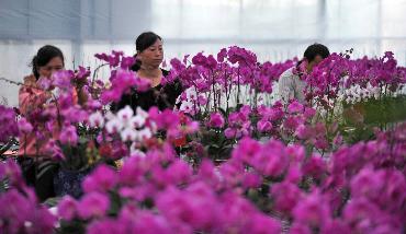 宁夏农垦反季节花卉种植走向规模化