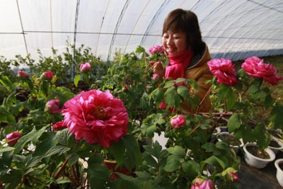 北京：鲜花盆景成为热销串门礼