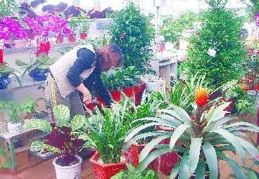 济南最大花卉市场迎客 西城有望添一处花卉公园