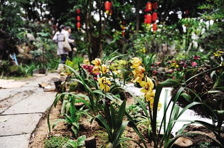 福州于山春节有微型兰花展